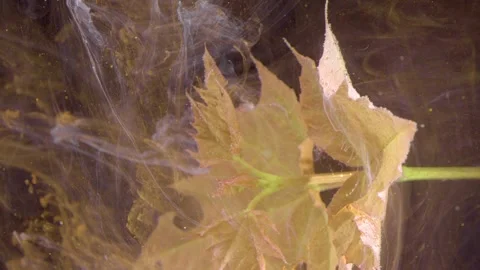 Detailed maple leaf texture in ink water Stock Footage 332413738