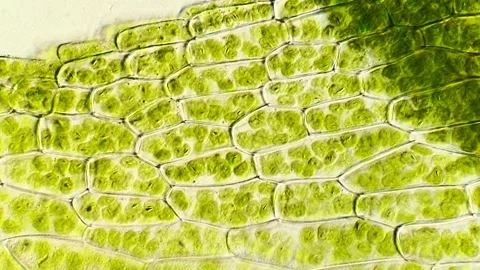 Detailed Microscope Video of Moss Leaf Tissue, 400x 動画素材 320457691