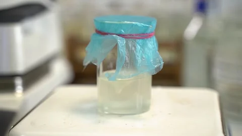 Detailed Microscopic Analysis of the Fermentation Process Taking Place in Stock-Footage 300489479