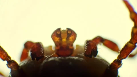 Detailed microscopic examination of a tick, showcasing its leg and head mov.. Stock Footage 270941721