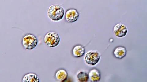 Detailed Microscopic Footage of Flagellated Microalgae, 1000x 動画素材 317016059