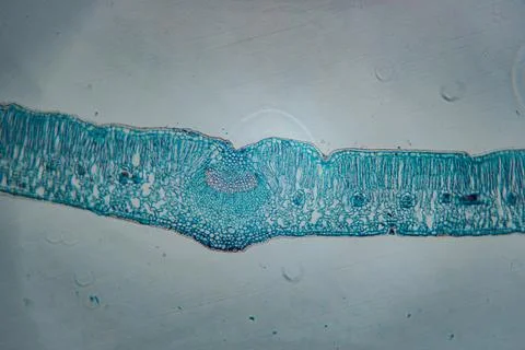 A detailed microscopic image showing a stained cross-section. Stock Photos