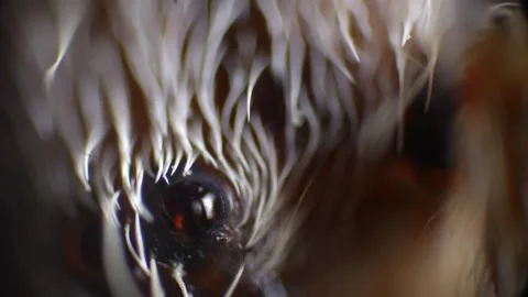 Detailed microscopic recording of spider limbs and eyes, studio lighting em.. Stock Footage 308784818