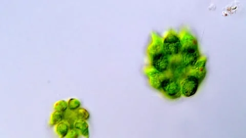 Detailed Microscopic Video of Chlorophyta Algae, Gonium algae 動画素材 317789517