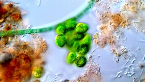 Detailed Microscopic Video of Chlorophyta Algae,  1000x Stock-Footage 317789617