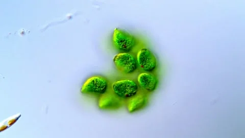 Detailed Microscopic Video of Chlorophyta Algae, 1000x magnification 動画素材 317789626