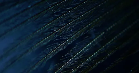 Detailed Microscopic View of Duck or Swan Down Feathers in Laboratory for Avian Stock-Footage 330956186
