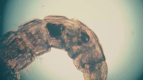 Detailed Microscopic View of Parasite Structure with Transparent Layers and.. 스톡 동영상 341925990