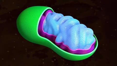 Detailed Mitochondrium Mitochondrion Comic Style 3D Model