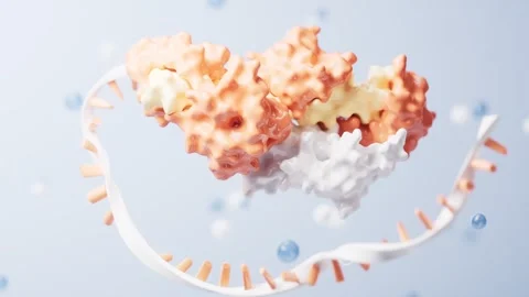 Detailed molecular structure animation of ribosome protein synthesis on dna.. Stock Footage 332228082