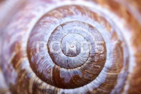 Detailed natural spiral shell closeup abstract Stock Photos