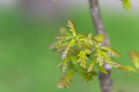 Detailed oak leaf edge texture, close macro shot revealing serration, vein pa Stock Photos