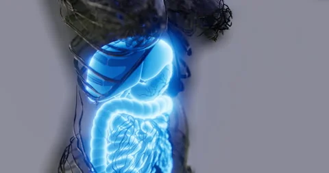 Detailed overview of human digestive system anatomy in clear visualization Stock Footage 304523540