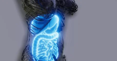 Detailed overview of human digestive system anatomy in clear visualization Stock Illustration