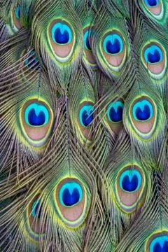 Detailed Peacock Feather Pattern Close Up Stock Photos