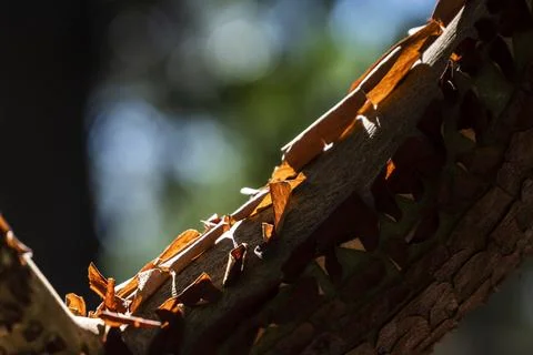 Detailed peeling bark texture study, Closeup of warm backlit tree surface Stock Photos