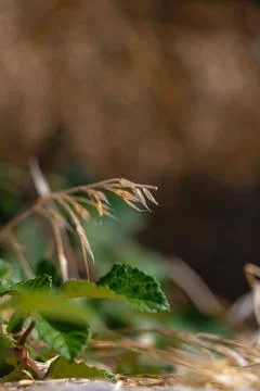 A detailed perspective captures the contrast between the dry, brown grass a.. Stock Photos