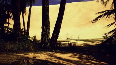 Detailed Perspective of Textured Palm Tree Bark on Shores of Australia Stock Footage 342928472