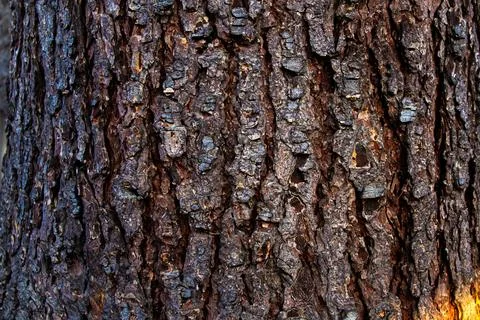 Detailed Pine Tree Bark Texture Close Up Background Stock Photos