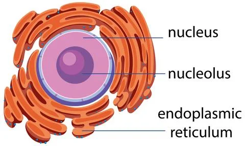 Detailed Plant Cell Structure Vector Illustration 스톡 일러스트