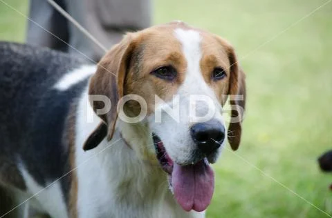 Detailed portrait of head of foxhound dog, brown and white color, looking up, Stock Photos