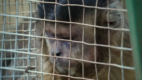 Detailed portrait of a monkey looking through a wire enclosure 스톡 동영상 337131082