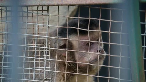 Detailed portrait of a monkey looking through a wire enclosure 스톡 동영상 337131433