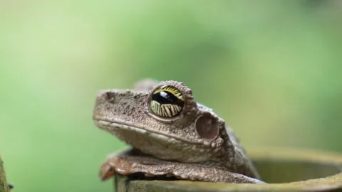 A detailed portrait of a patterned treefrog clinging to jungle leaves at night Video stock 333516040