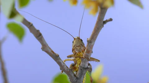 Detailed portrait of wart-biter on linden tree, isolated on blue Stock Footage 340054084