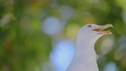 Detailed portrait of a white gull with open beak and colorful bokeh, cinematic Stock Footage 335302998