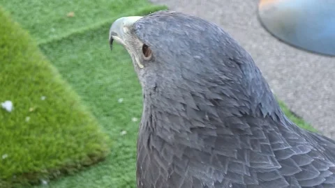 Detailed profile close-up shot of a Black-chested buzzard-eagle (Geranoaetus Stock Footage 346103661