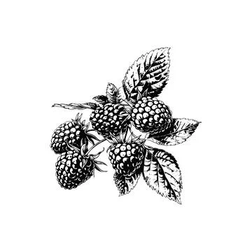 Detailed Raspberry Cluster with Leaves. Vector illustration design. Stock Illustration