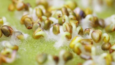 Detailed recordings of arugula seed development captured in controlled Foto stock