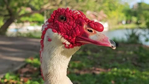 Detailed of a red headed duck. Stock Footage 313598334