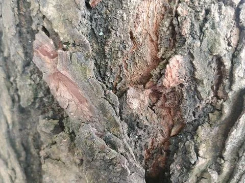 Detailed Rough Tree Bark Texture Close Up 库存照片