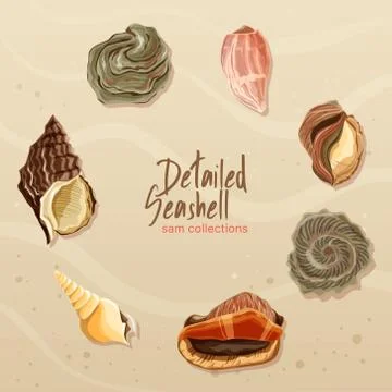 Detailed Seashell Collection Stock Illustration