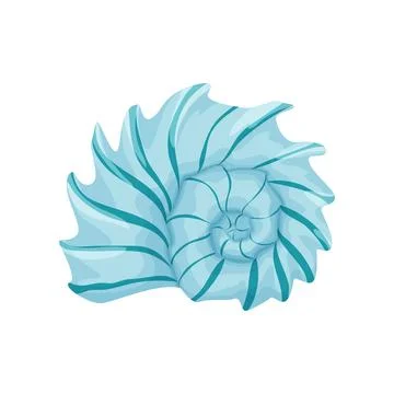 Detailed Seashell Stock Illustration