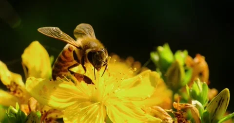 Detailed sharp slow motion macro of a bee collecting honey at sunrise 스톡 동영상 246311697