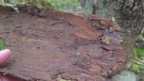 Detailed shot of decomposing bark affected by pests, showing small tunnels .. Stock Footage 308786302