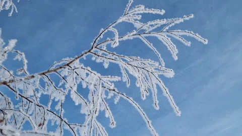 Detailed shot of a leafless tree branch adorned with glistening white frost Stock Footage 327121535