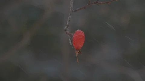 Detailed shot of winter fruit Stock Footage 112435264
