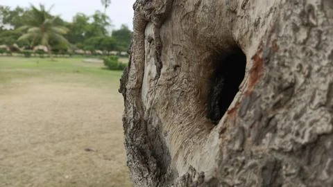 Detailed side profile close up deep dark hollow opening tree trunk art Foto stock