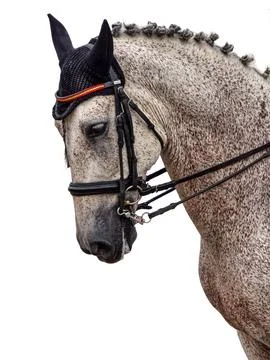 Detailed side view of grey fleabitten Appaloosa horse head with braided man.. Foto stock