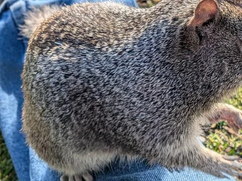 Detailed side view of squirrel perched on person’s leg with jeans visible Photos