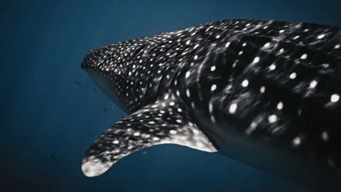 Detailed sideview closeup of spotted pattern on whale shark in slow motion Stock Footage 276573286