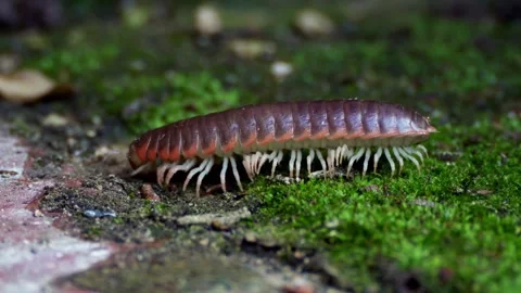 Detailed Slow Motion Macro of a Millipede Crawling on Moss in Augusta Georgia Stock Footage 337161989