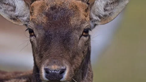 Detailed slow motion shot of fallow deer on meadow with large antlers and s.. Stock Footage 333339909