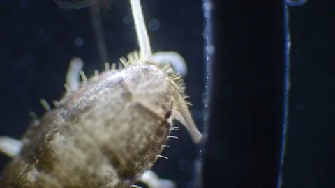 Detailed slow-motion view of a silverfish under a microscope, revealing its.. Stock Footage 288305469