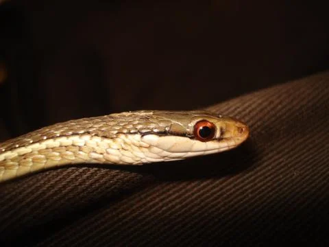 Detailed snake 写真素材