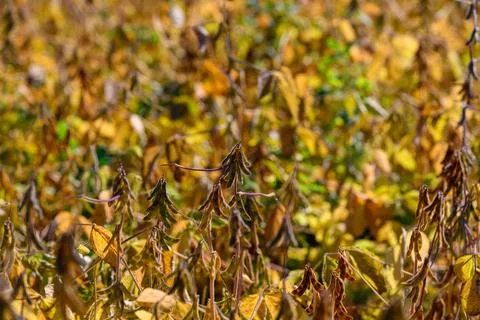 Detailed soybean visuals, Examination emphasizing soybean pod structure and surf Stock Photos